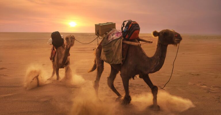 Desert Adventure To Enjoy in Sharm El Sheikh